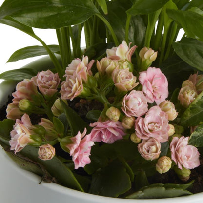 GoodHome blomsterkomposition 20 cm