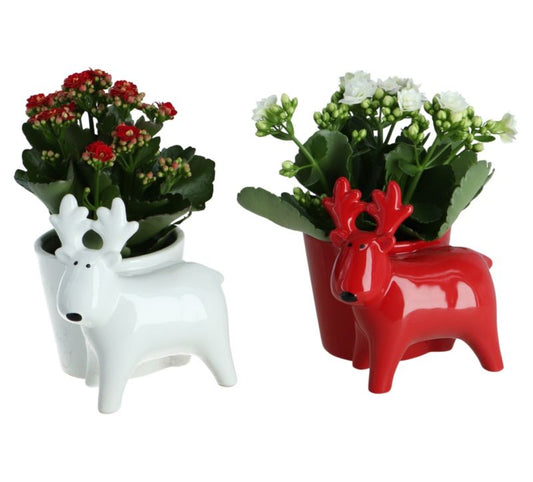 Blomstrende rensdyrkomposition