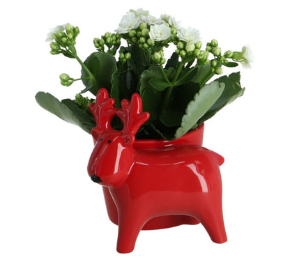 Blomstrende rensdyrkomposition