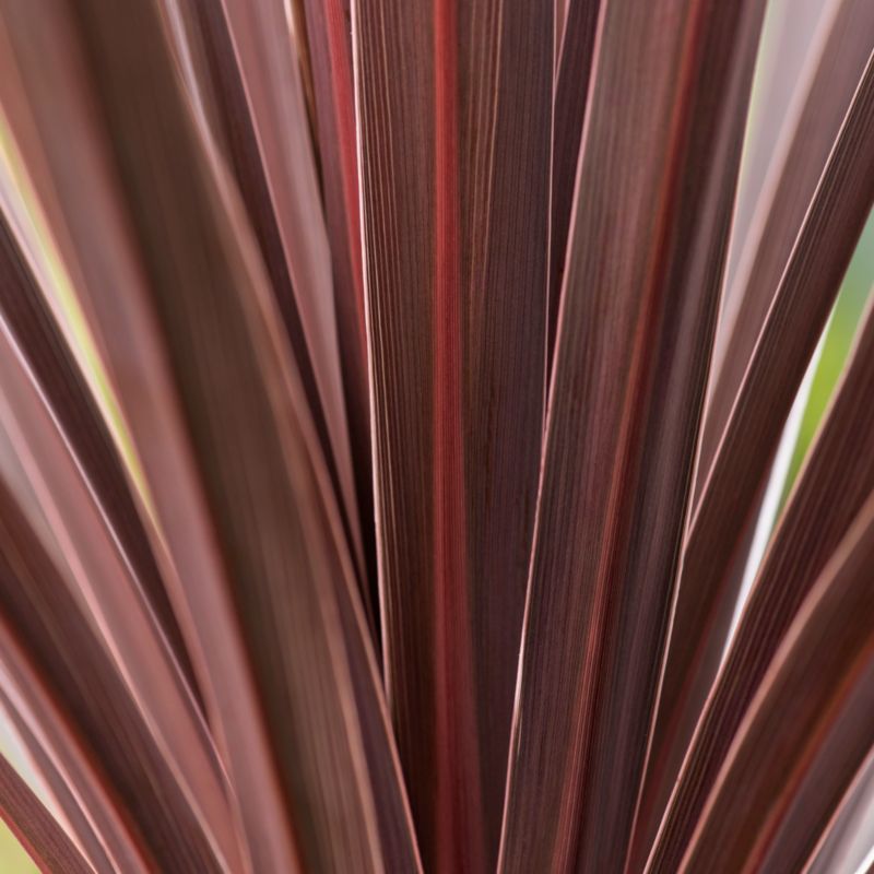 Kordylina Red Star Verve 3 l