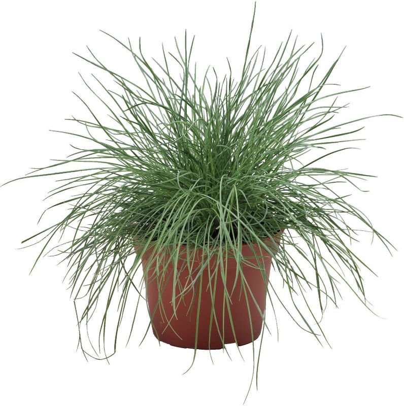 Gautier blåaks 13 cm