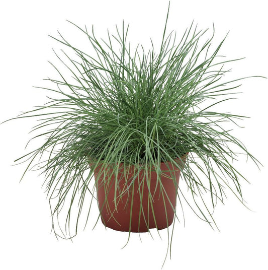 Gautier blåaks 13 cm