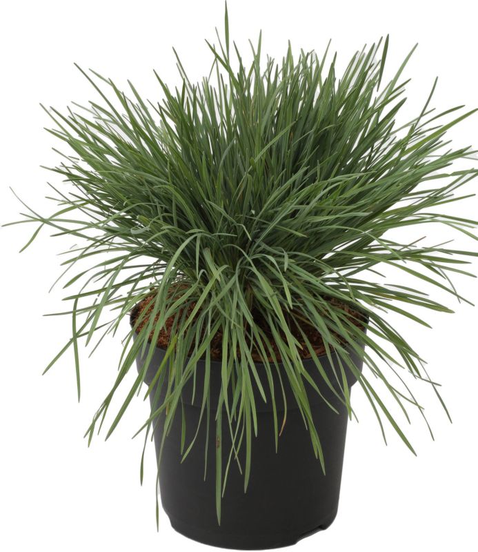 Kostrzewa popielata Verve 10,5 cm