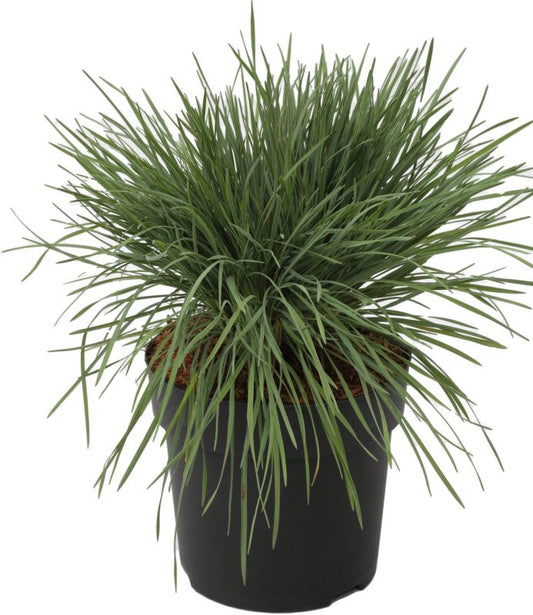 Kostrzewa popielata Verve 10,5 cm