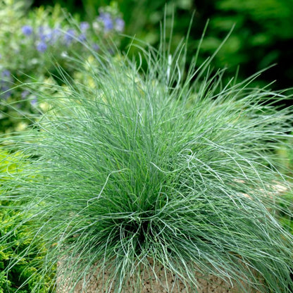 Kostrzewa popielata Verve 10,5 cm