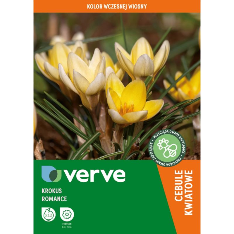 Krokus Romance Verve