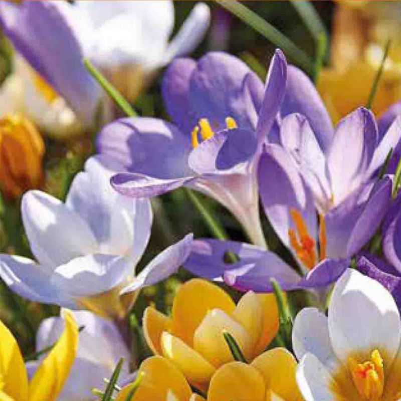 Krokus Verve blanding