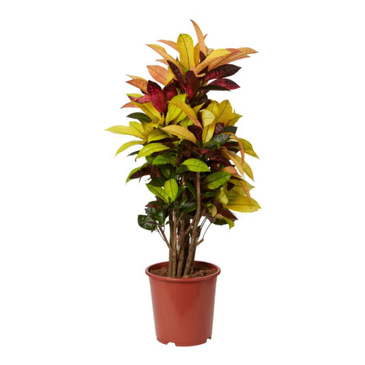 Kroton 27 cm