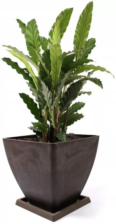 Krukke med Underskål 28 cm Brun Komposit