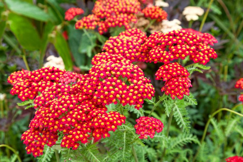 Kæmpeskæg Paprika – letdyrket staude med farveskiftende blomster