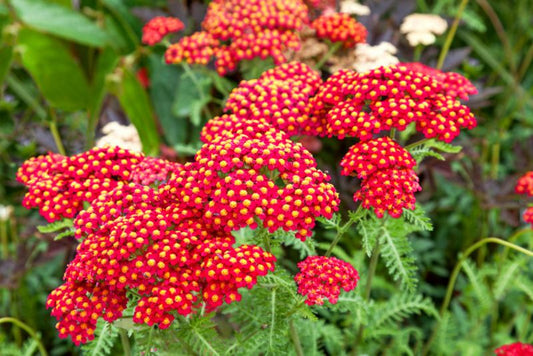 Kæmpeskæg Paprika – letdyrket staude med farveskiftende blomster