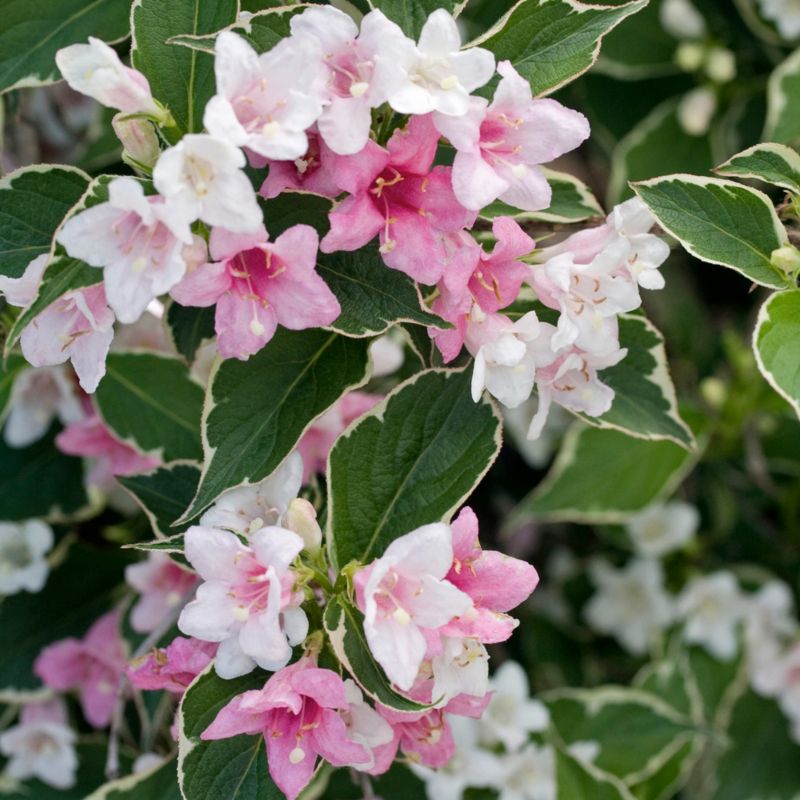 Krzewuszka Purpurea Verve 2 l