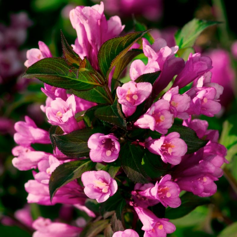 Krzewuszka Purpurea Verve 2 l
