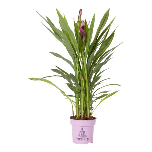Kurkuma Siam 14 cm