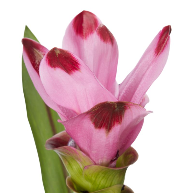 Kurkuma Siam 14 cm