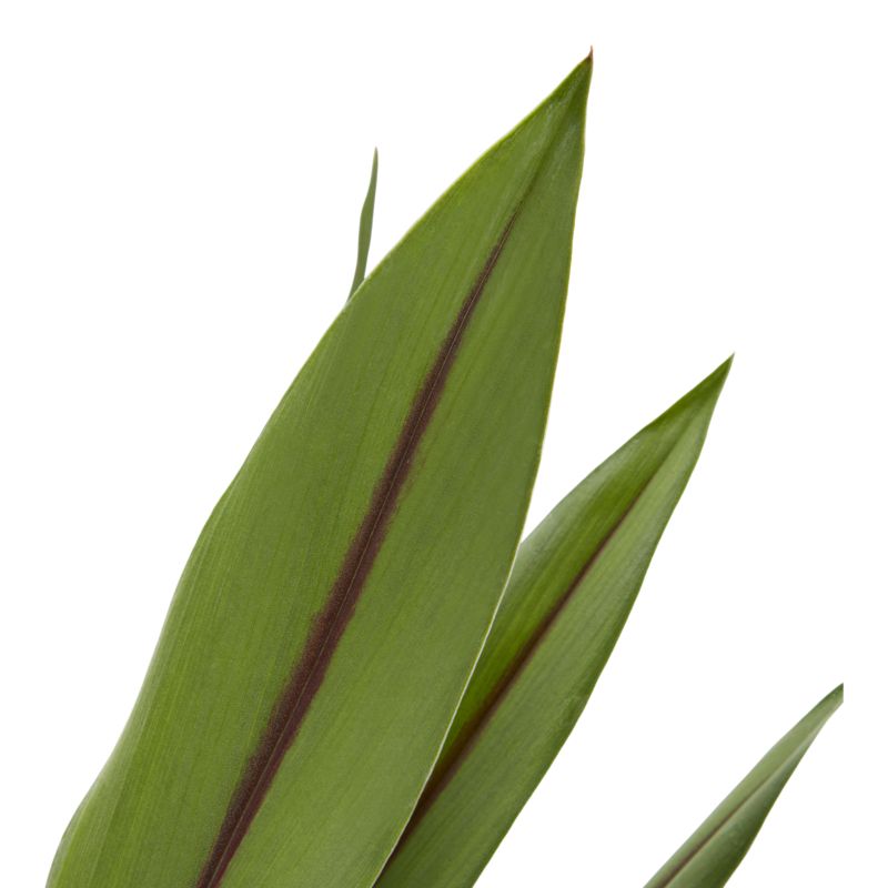 Kurkuma Siam 14 cm