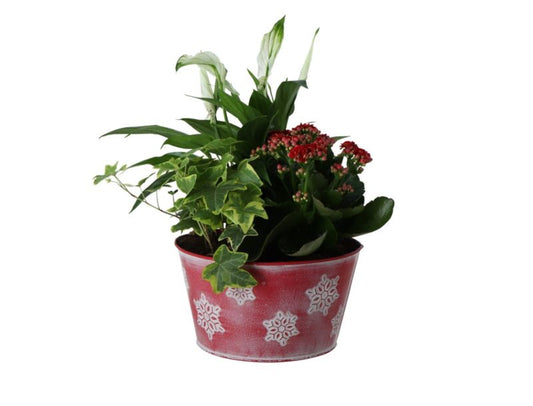 Blomster i rød potte 20 cm