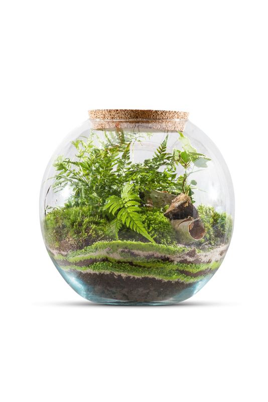 Skov i glas med blandede grønne planter