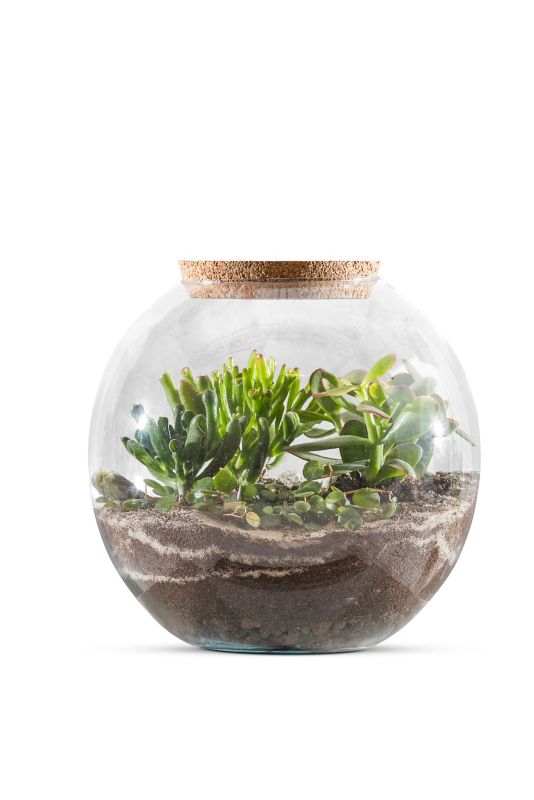 Skov i glas med blandede grønne planter