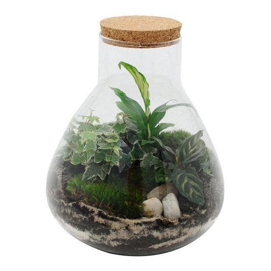 Højt glas med skov af grønne planter – blandet udvalg