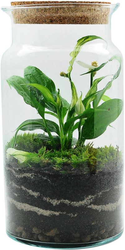 Lukket skov i glas med blanding af grønne planter