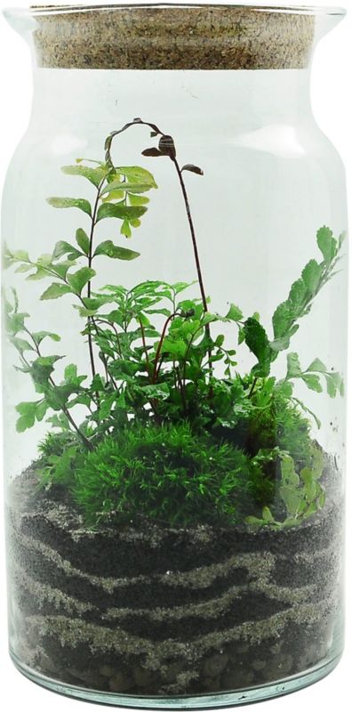 Lukket skov i glas med blanding af grønne planter