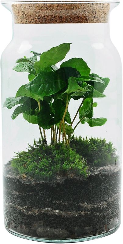 Lukket skov i glas med blanding af grønne planter