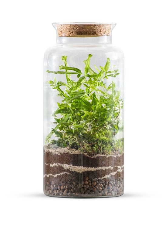 Lukket skov i glas med blanding af grønne planter