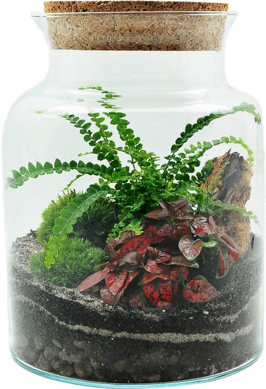 Lukket skov i glas med blandede planter