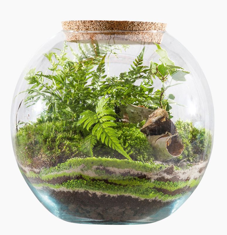 Lukket skov i glas med blandede planter