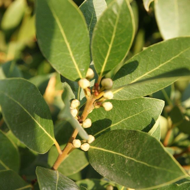 Laurbær Laurus nobilis i potte 14 cm