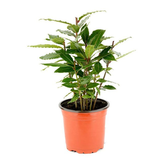 Laurbær Laurus nobilis i potte 14 cm