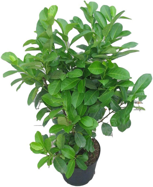 Laurovišnja Rotundifolia Verve 10 l
