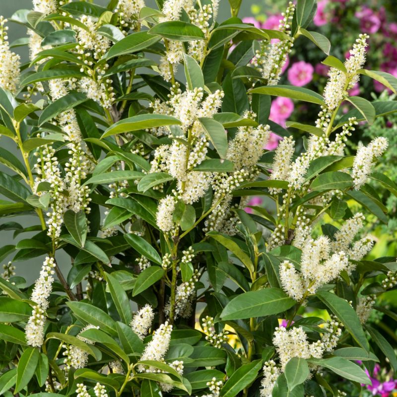 Laurovišnja Rotundifolia Verve 2 l