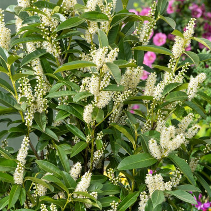 Laurovišnja Rotundifolia Verve 2 l