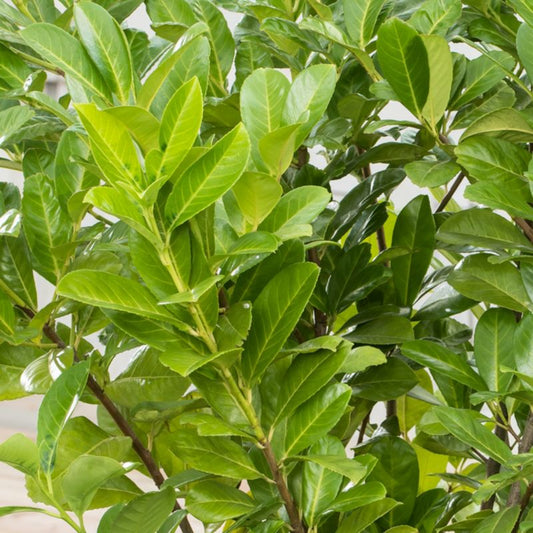 Laurovišnja Rotundifolia Verve 2 l