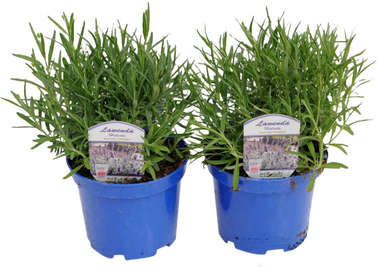 Lavendel i potte 15 cm