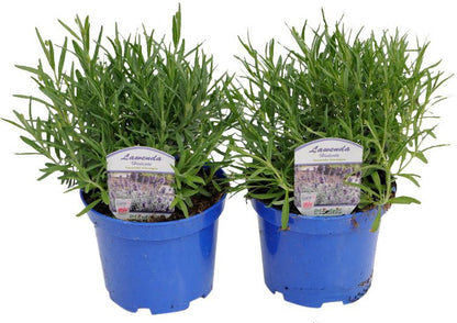 Lavendel i potte 15 cm