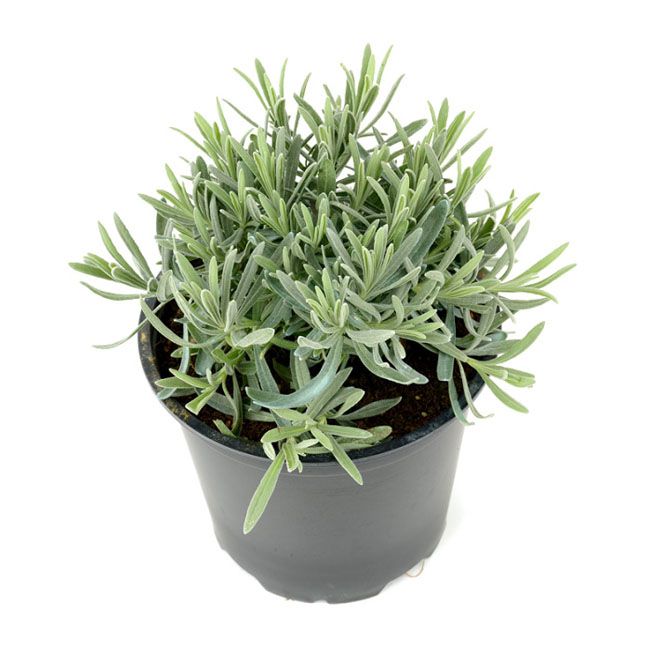 Staude-lavendel i 25 cm potte, 14 cm