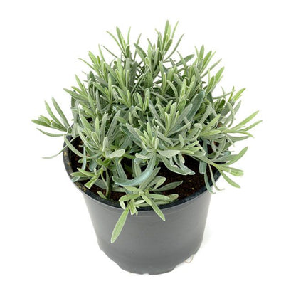 Staude-lavendel i 25 cm potte, 14 cm