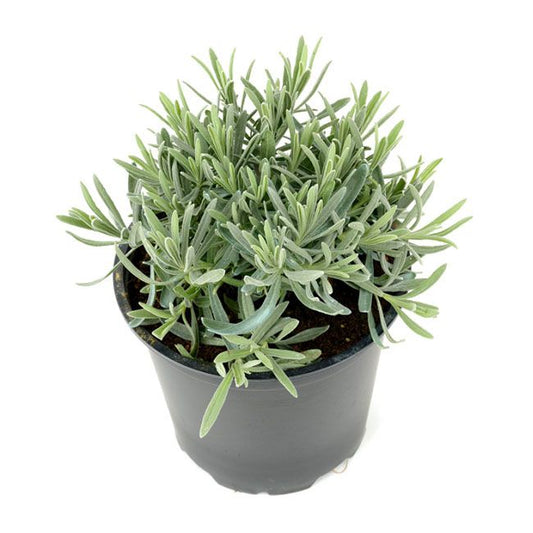 Staude-lavendel i 25 cm potte, 14 cm
