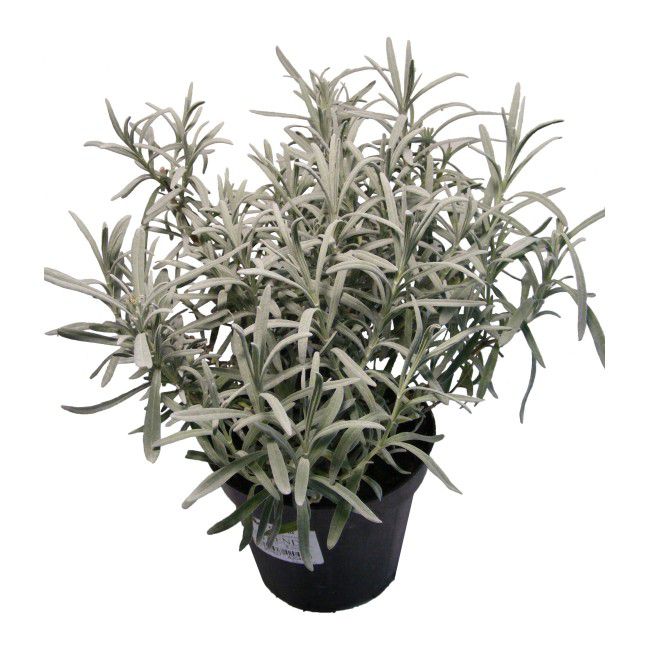 Staude-lavendel i 25 cm potte, 14 cm