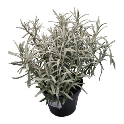 Staude-lavendel i 25 cm potte, 14 cm