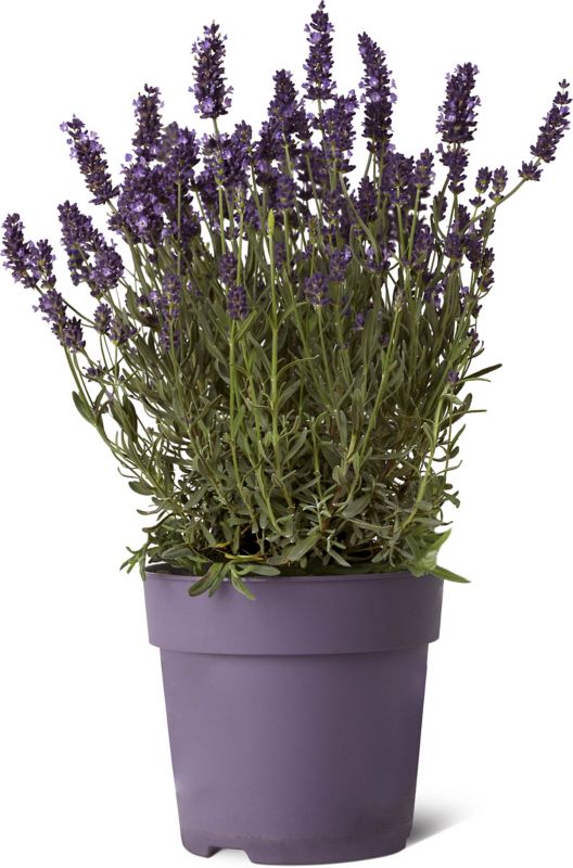 Lavendel i potte 11 cm, højde 23 cm