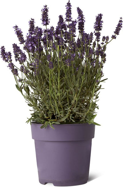 Lavendel i potte 11 cm, højde 23 cm