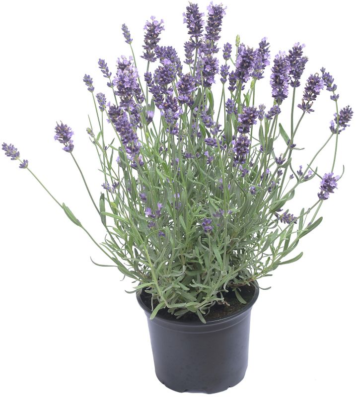 Lavendel i potte 11 cm, højde 23 cm