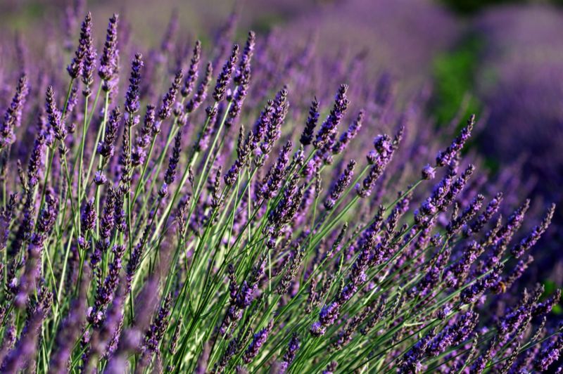 Lavendel i potte 12 cm, højde 28 cm