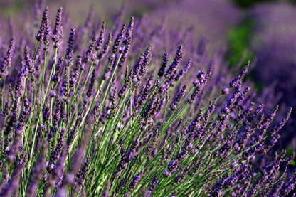Lavendel i potte 12 cm, højde 28 cm