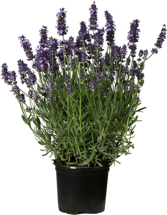 Lavendel i potte 12 cm, højde 28 cm