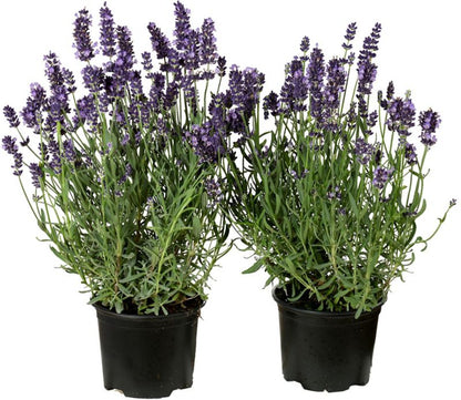 Lavendel i potte 12 cm, højde 28 cm